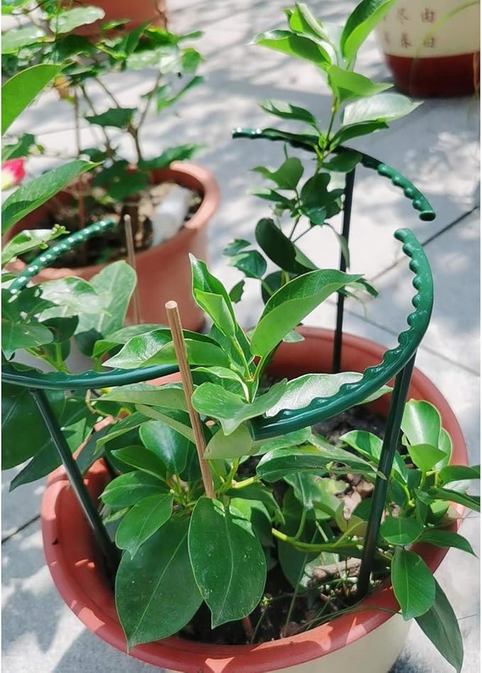 Belit 8 Pack Small Plant Support Plant Stakes, Garden Flowers Green Plant Support Ring, Planter Support Ring for Schlumbergera, Clivia, Vegetables, 5.5" Wide x 9.8" High