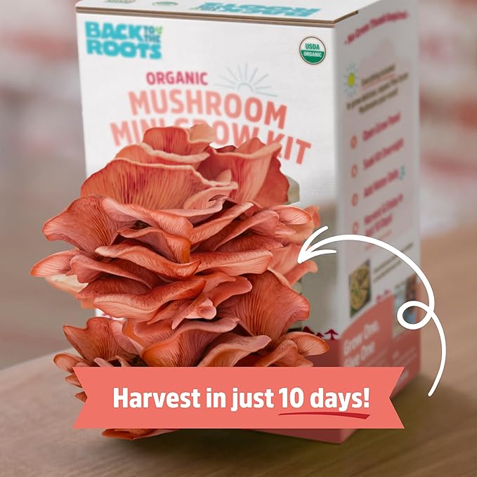 Back to The Roots Organic Pink Miniature Mushroom Grow Kit, Harvest Gourmet Mushrooms in 10 Days
