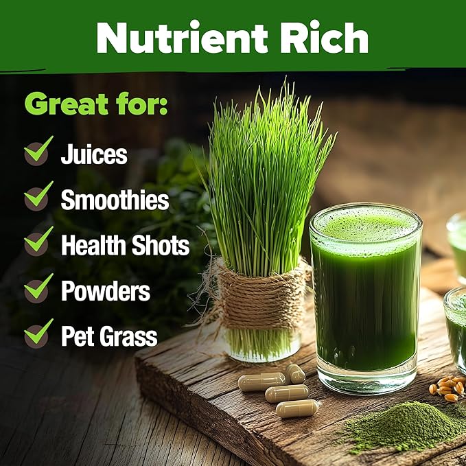 HOME GROWN 12,000+ Wheatgrass Seeds Bulk Pack(1.5 lb) Hard Red Winter Wheatgrass Heirloom, Sprouting for Juicing, Microgreens, Smoothies & Indoor Gardening(Triticum aestivum)