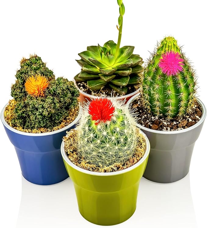 GARDENERA Premium Dracaena Potting Soil Mix - (5 Quart Bag)