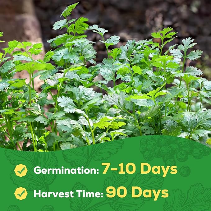 Cilantro Seeds for Planting - 100+ Heirloom, Non-GMO Seeds - Herb Seeds Packet for Plating Home Garden, Herb Garden - Indoor/Outdoor, Easy to Grow