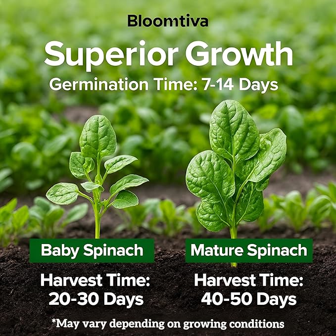 Bloomsdale Spinach Seeds for Planting Outdoors and Indoors - 715 Heirloom 𝗡𝗢𝗡-𝗚𝗠𝗢 Spinach Seeds for Hydroponics – High Germination Rate - Made in 𝗨𝗦𝗔 (Spinacia Oleracea)