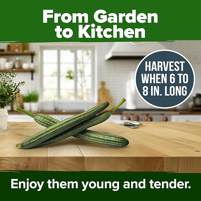 HOME GROWN Non GMO Luffa Seeds (Luffa aegyptiaca) 40 Heirloom Loofah Gourd Seeds for Planting High Germination Rate - Make Sponges or Harvest Young Loofahs for Eating