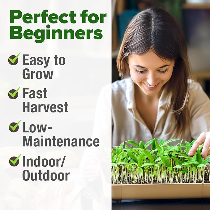 HOME GROWN Mung Beans Seeds Pack 1.5 lb Over 15,000 Sprouting Seeds Grow Fresh Mung Bean Sprouts or Microgreens for Quick, Easy, Nutrient-Packed Food for Your Daily Meals (Vigna Radiata)