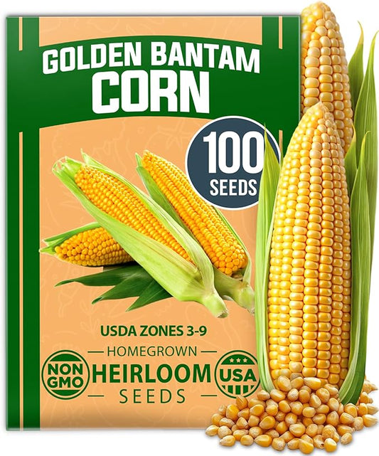 HOME GROWN Non GMO Golden Bantam Corn 1 Pack 100 Heirloom Vegetable Seeds Grow Sweet Corn Outdoors Easy for Beginners & Great for Home Gardeners High Germination (Zea mays)