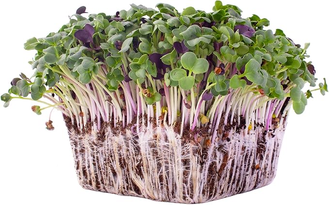 Colorful Radish Microgreens Seeds Mix - 5 Lb ~ 13375 Seeds - Colorful Blend of Radish Microgreens Including Green, Red Stem and Purple Microgreen - Grow Micro Greens