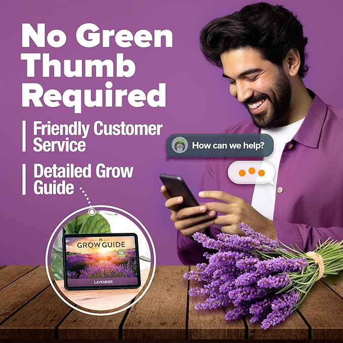 HOME GROWN Non GMO English Lavender Seeds 1,500+ Wildflower Seed for Planting Indoor/Outdoor, High Germination, Plant Flower Seeds (Lavandula antustifolia)