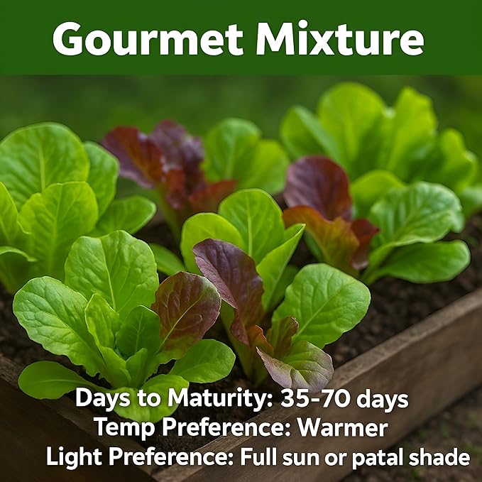 Lettuce Seeds – Gourmet Mixed Greens Blend for Planting | 2300 Bulk Non-GMO USA Heirloom Seeds – Crisp, Fresh & Fast-Growing Garden Variety (Lactuca Sativa)