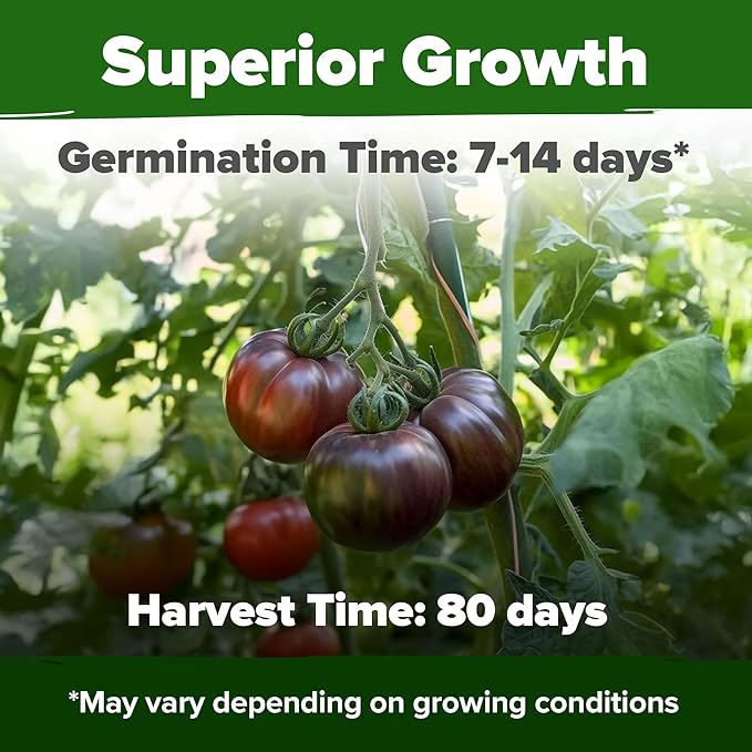 HOME GROWN Non GMO Cherokee Purple Tomato Seeds 1 Pack (Solanum lycopersicum) - 106 Seeds, Tomato for Planting - Heirloom Vegetable Seeds with High Germination Rate