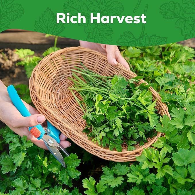 Italian Giant Parsley Seeds for Planting - 500+ Heirloom, Non-GMO Seeds - Herb Seeds Packet for Plating Home Garden, Herb Garden - Indoor/Outdoor, Easy to Grow