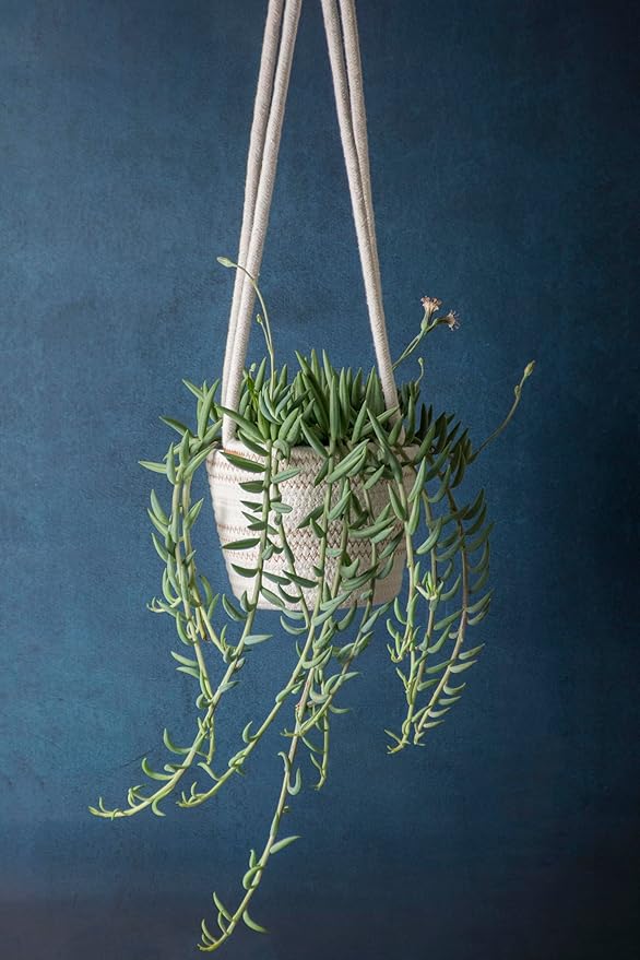 SuperMoss (54029 SoftWeave Hanging Planters for Indoor Plants 6″, Mixed Case, Set of 3, 6 inch Plant Flower Pots