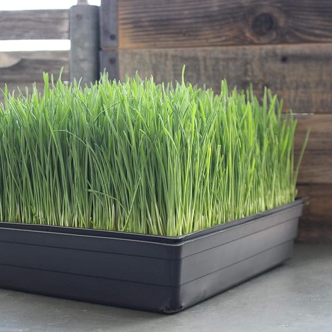 Organic Wheatgrass Growing Starter Kit - Grow & Juice Wheat Grass - Includes Non-GMO, Organic Wheatgrass Seeds - for Healthy Wheatgrass Shots, Home, Garden, and Cat Grass
