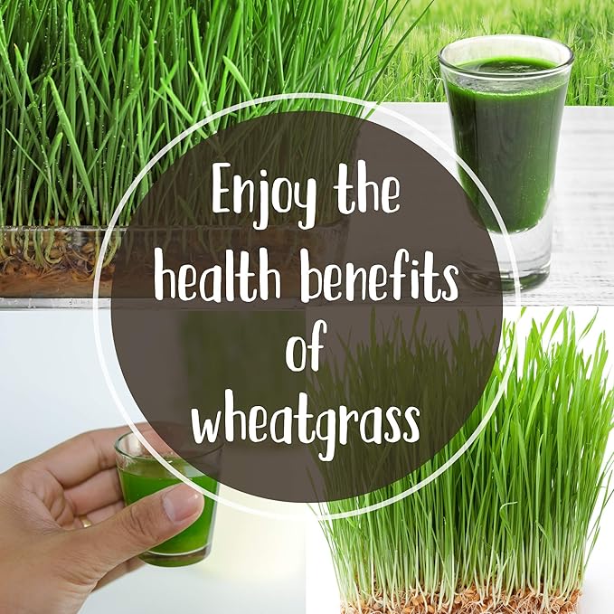 Organic Wheatgrass Growing Starter Kit - Grow & Juice Wheat Grass - Includes Non-GMO, Organic Wheatgrass Seeds - for Healthy Wheatgrass Shots, Home, Garden, and Cat Grass
