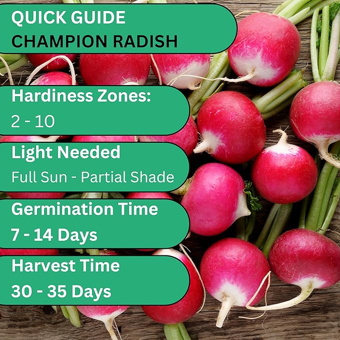 Champion Radish Seeds for Planting - Over 450 Heirloom Non-GMO Radish Seed Pack - Premium Radishes for Sprouting - Fast-Growing Radishes for Your Vegetable Garden | Woods Creek Seeds