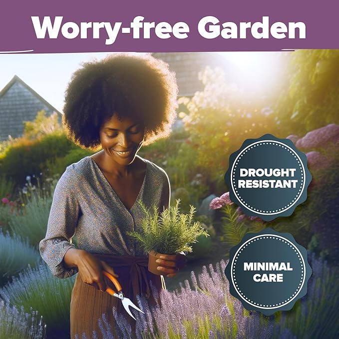 HOME GROWN English Lavender Seeds 2 Pack 3000 Non GMO Wildflower Seed, for Planting Indoor Outdoor High Germination Flower Seeds (Lavandula antustifolia)