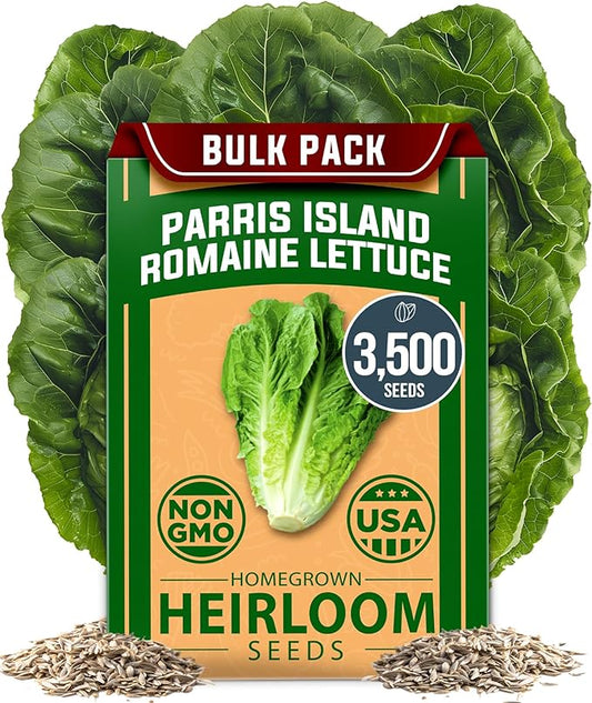 HOME GROWN Non GMO Parris Island Romaine Lettuce 3,500+ High Germination Heirloom Lettuce for Planting Crisp Heads for Garden & Hydroponics, Indoor Outdoor (Lactuca Sativa)