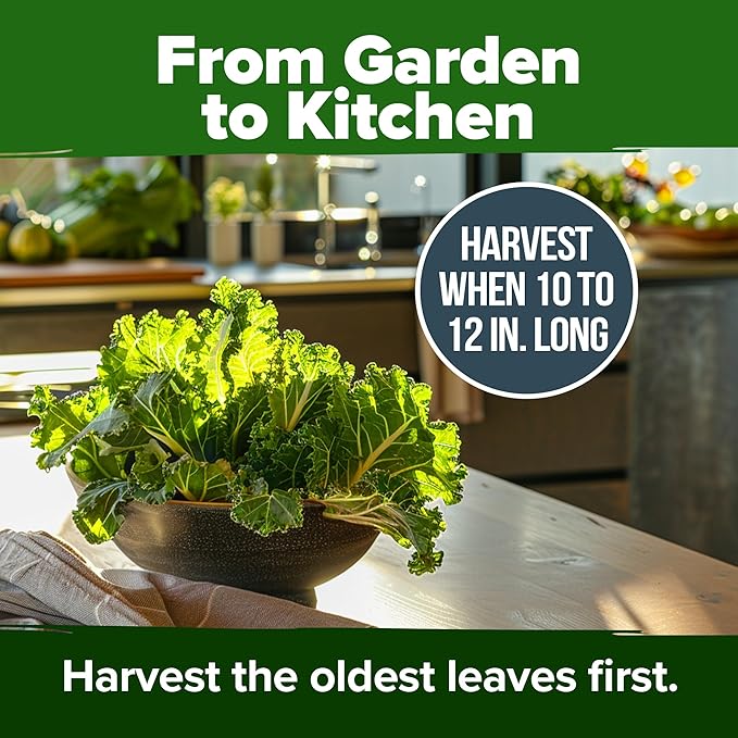 HOME GROWN Non GMO Collard Greens Georgia Southern - 300 High Germination Heirloom Seeds for Planting in Your Vegetable Garden (Brassica oleracea)