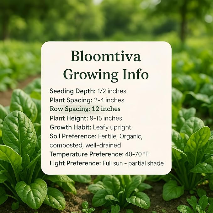 Bloomsdale Spinach Seeds for Planting Outdoors and Indoors - 715 Heirloom 𝗡𝗢𝗡-𝗚𝗠𝗢 Spinach Seeds for Hydroponics – High Germination Rate - Made in 𝗨𝗦𝗔 (Spinacia Oleracea)