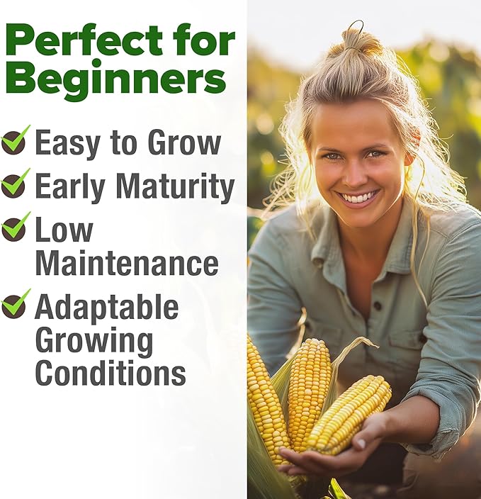 HOME GROWN Non GMO Golden Bantam Corn 1 Pack 100 Heirloom Vegetable Seeds Grow Sweet Corn Outdoors Easy for Beginners & Great for Home Gardeners High Germination (Zea mays)