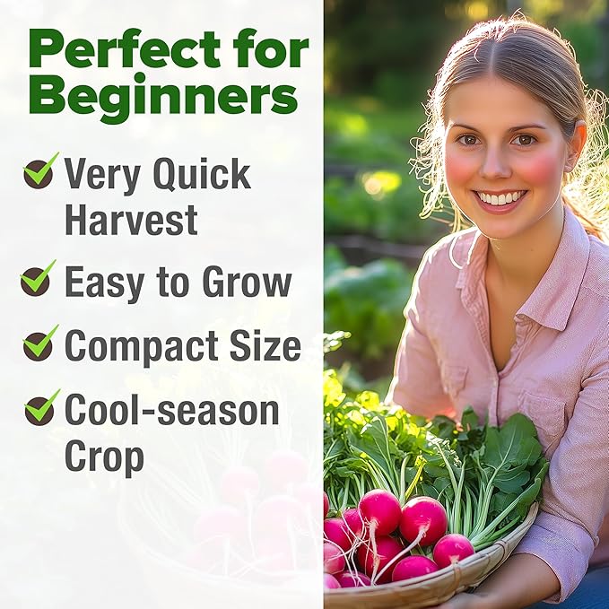 HOME GROWN Non GMO Cherry Belle Radish Seeds 800+ Heirloom Vegetable Seeds for Planting Outdoors Harvest in 30 Days Red Radishes, Spring and Fall Garden(Raphanus Sativus)