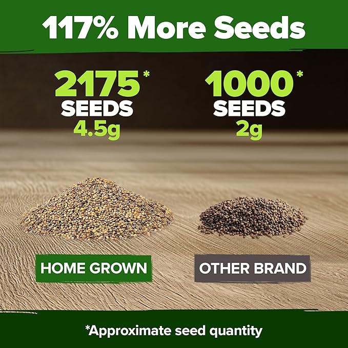 HOME GROWN Non GMO Arugula Roquette Seeds Pack 2,175 Heirloom Arugula Seeds for Planting Best for Outdoor Gardens,Providing Fast-Growing Greens for Salads - Eruca vesicaria
