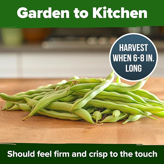 HOME GROWN Non GMO Contender Bush Bean Pack - 28 Heirloom Green Beans, Vegetable Seeds for Planting, Emergency Food Supply (Phaseolus vulgaris)