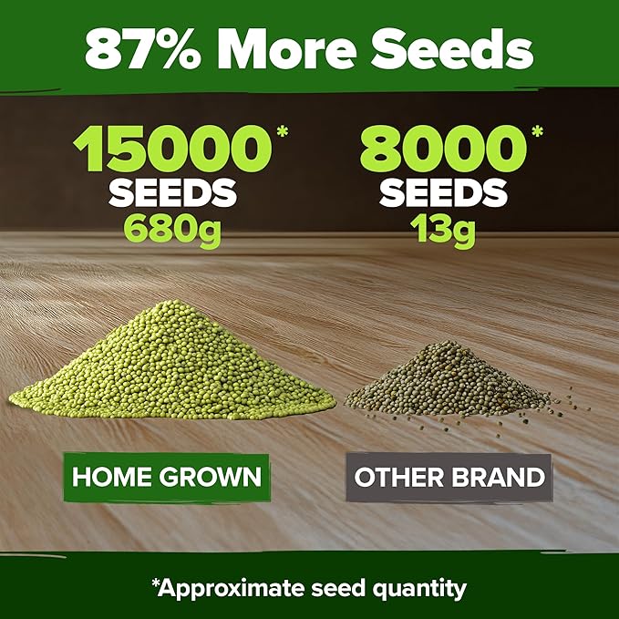 HOME GROWN Mung Beans Seeds Pack 1.5 lb Over 15,000 Sprouting Seeds Grow Fresh Mung Bean Sprouts or Microgreens for Quick, Easy, Nutrient-Packed Food for Your Daily Meals (Vigna Radiata)