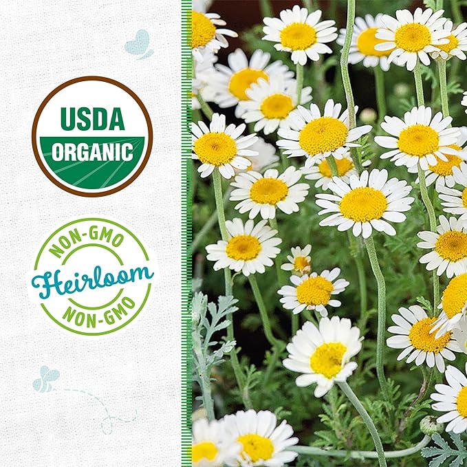 Back to The Roots 100% Organic Heirloom Seeds - Chamomile Seeds for Planting Value Pack (140mg Total)