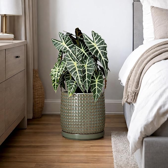 D'vine Dev 8 Inch Ceramic Beaded Stoneware Planter Pot - Flower Pot with Drainage Holes and Saucers for Indoor Succulent Plants or Flowers, Olive, 27-C-Q-0