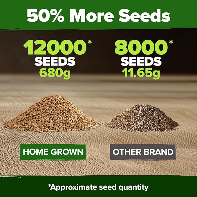 HOME GROWN 12,000+ Wheatgrass Seeds Bulk Pack(1.5 lb) Hard Red Winter Wheatgrass Heirloom, Sprouting for Juicing, Microgreens, Smoothies & Indoor Gardening(Triticum aestivum)