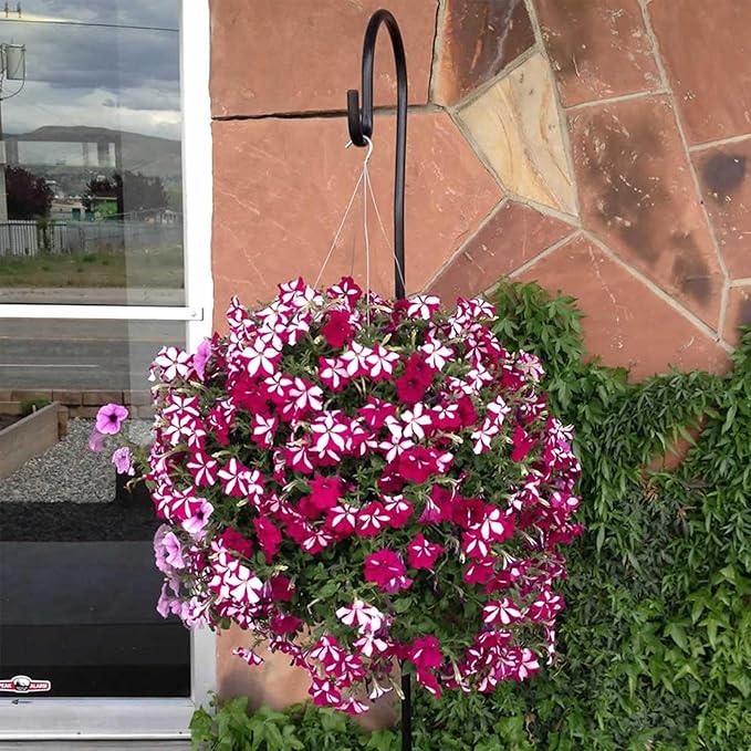 Bloom Master Hanging Baskets - 2 Gallon (1 Pack) - Hanging Planters for Outdoor Plants - Use as a Hanging Flower Basket, Strawberry Planter, Herb Planter, & More - Hanging Pots for Plants Outdoor