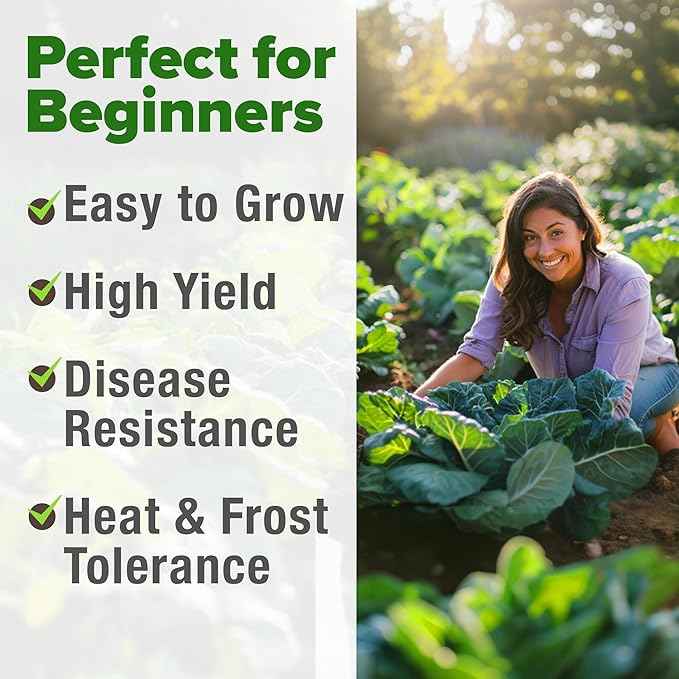 HOME GROWN Non GMO Collard Greens Georgia Southern - 300 High Germination Heirloom Seeds for Planting in Your Vegetable Garden (Brassica oleracea)