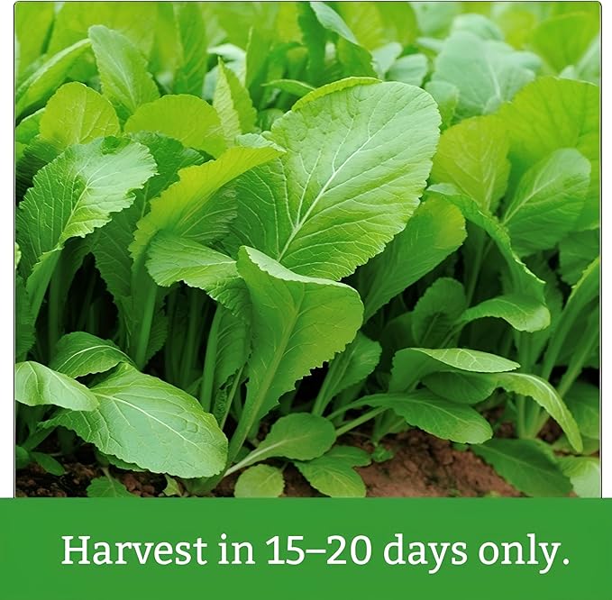 Bloomtiva 2200 Baby Mustard Greens Seeds for Planting - CAI Xanh an Non - Super Fast Harvest - Heirloom 𝗡𝗢𝗡-𝗚𝗠𝗢 Mustard Seed - High Germination Rate – Grown in USA (Brassica juncea)