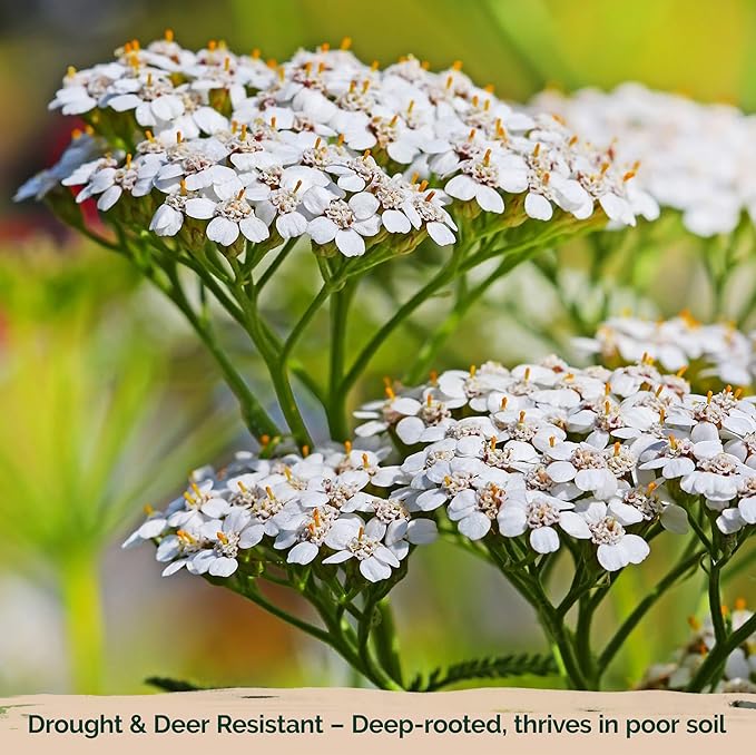 KVITER 7000 White Yarrow Seeds for Planting (Achillea Millefolium) — Perennial Flower Seeds to Plant Outside, Heirloom & Organic — Native Wildflower Seed for Herb Garden, Beds, Containers & Meadows