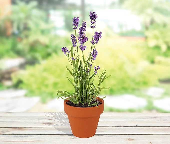 BUZZY Seeds Terracotta Mini Grow Pots – Herb Flower Plant Starter Kit Assorted 20-Pack with Lavender Seeds, Indoor Grow Your Own Gardening Gift for DIY Projects and Party Favors