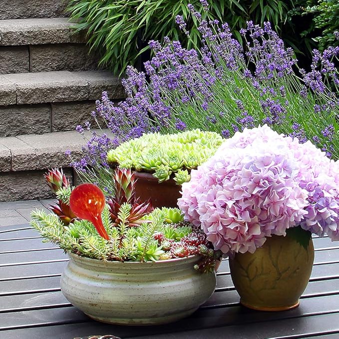 Evelots Plant Watering Globes (3 Pack) - Hand Blown Glass - Automatic Water Irrigation System - Indoor/Outdoor - Leave Your Home Worry Free