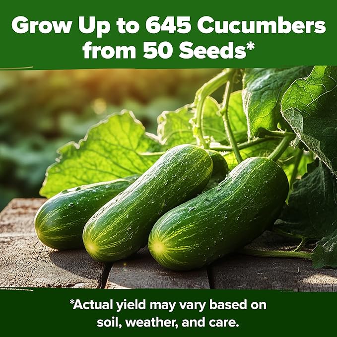 HOME GROWN Non GMO Persian Cucumber Seeds 50+ Heirloom Non-GMO, High-Yielding Beit Alpha Variety | Fast Growing, Sweet Tender Skin, Home Vegetable Garden Seeds (Cucumis sativus)