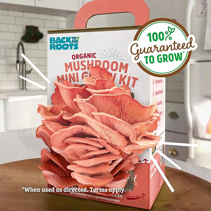 Back to The Roots Organic Pink Miniature Mushroom Grow Kit, Harvest Gourmet Mushrooms in 10 Days