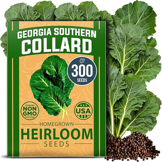 HOME GROWN Non GMO Collard Greens Georgia Southern - 300 High Germination Heirloom Seeds for Planting in Your Vegetable Garden (Brassica oleracea)