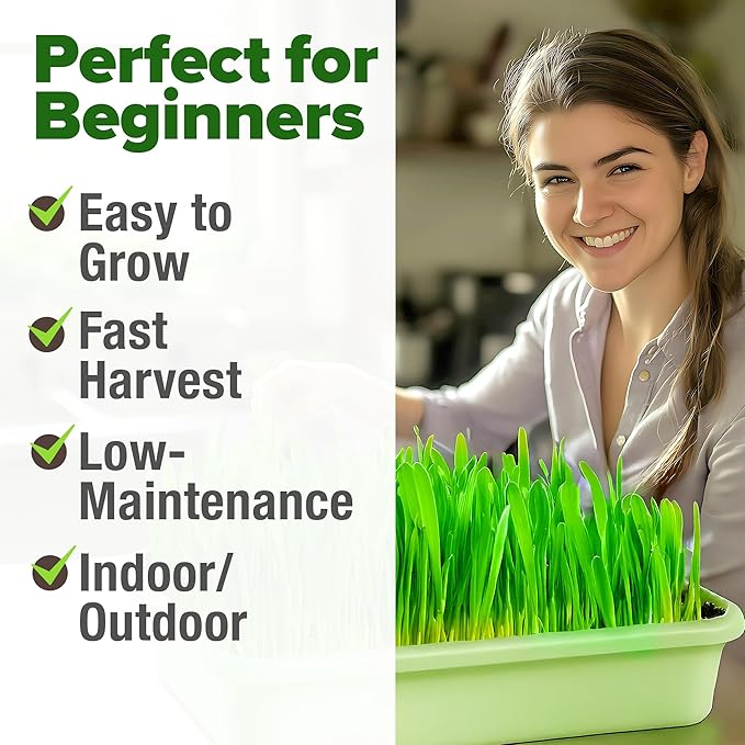 HOME GROWN 12,000+ Wheatgrass Seeds Bulk Pack(1.5 lb) Hard Red Winter Wheatgrass Heirloom, Sprouting for Juicing, Microgreens, Smoothies & Indoor Gardening(Triticum aestivum)