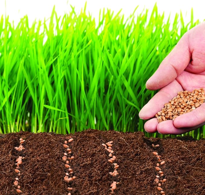 ZeeDix 50pcs 50mm Coco Coir Pellets Potting Soil, Organic Coconut Fiber Seed Starter Soil Pellets, Coconut Coir Soil Discs for Indoor Outdoor Plants, Herbs Houseplants Flowers Succulents Vegetables