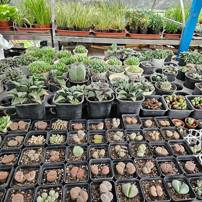 BTPLASTIK Square Nursery Pots 5.5 Inch, 50Pcs Plastic Sturdy Reusable Seedling Pots with Drainage Holes, Garden Flower Planters for Indoor/Outdoor, Transplanting, Succulents, Cuttings, Black