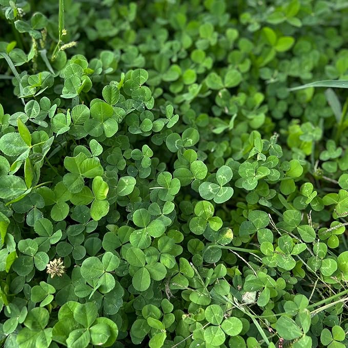 Micro Clover Seed for Lawn - 1 Lb - ~400,000 Microclover Seeds for Planting - Drought-Tolerant Mini Grass Alternative by Mountain Valley Seed Company