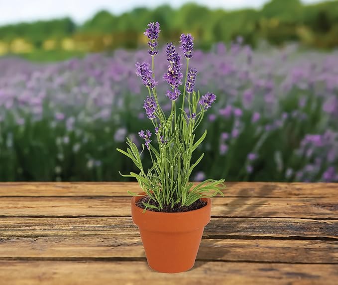BUZZY Seeds Terracotta Mini Grow Pots – Herb Flower Plant Starter Kit Assorted 20-Pack with Lavender Seeds, Indoor Grow Your Own Gardening Gift for DIY Projects and Party Favors