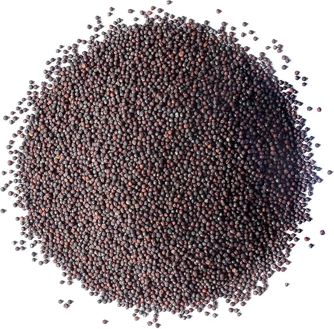 Food to Live Broccoli Seeds for Sprouting, 2 Ounces – Vegan, Kosher, Sirtfood, Bulk. Rich in Sulforaphane, Vitamin C, Vitamin A. Great for Growing Sprouts, Microgreens. High Germination Rate