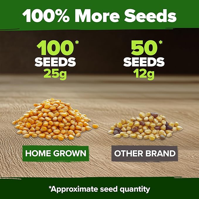 HOME GROWN Non GMO Golden Bantam Corn 1 Pack 100 Heirloom Vegetable Seeds Grow Sweet Corn Outdoors Easy for Beginners & Great for Home Gardeners High Germination (Zea mays)