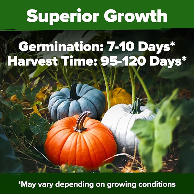 HOME GROWN Non GMO 5 Pumpkin Seeds Mix - 40 Seeds Heirloom Pumpkin for Planting Ideal Garden for Unique Varieties Yellow Paris and Casper, Culinary and Decorative Use