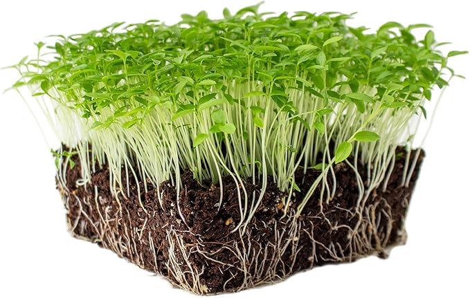 Dark Green Italian Flat-Leaf Parsley Seeds: 1 Lb - Non-GMO, Heirloom Herb Seeds for Herbal Garden & Microgreens