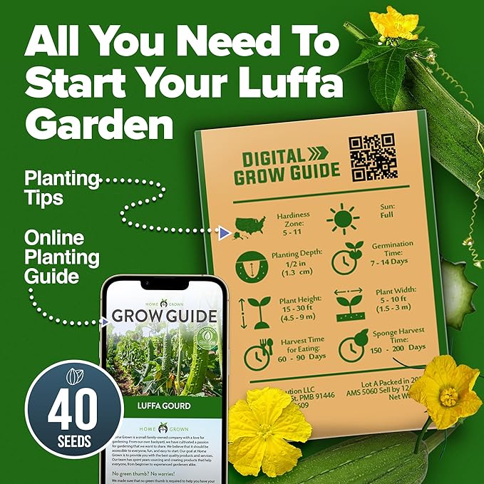 HOME GROWN Non GMO Luffa Seeds (Luffa aegyptiaca) 40 Heirloom Loofah Gourd Seeds for Planting High Germination Rate - Make Sponges or Harvest Young Loofahs for Eating