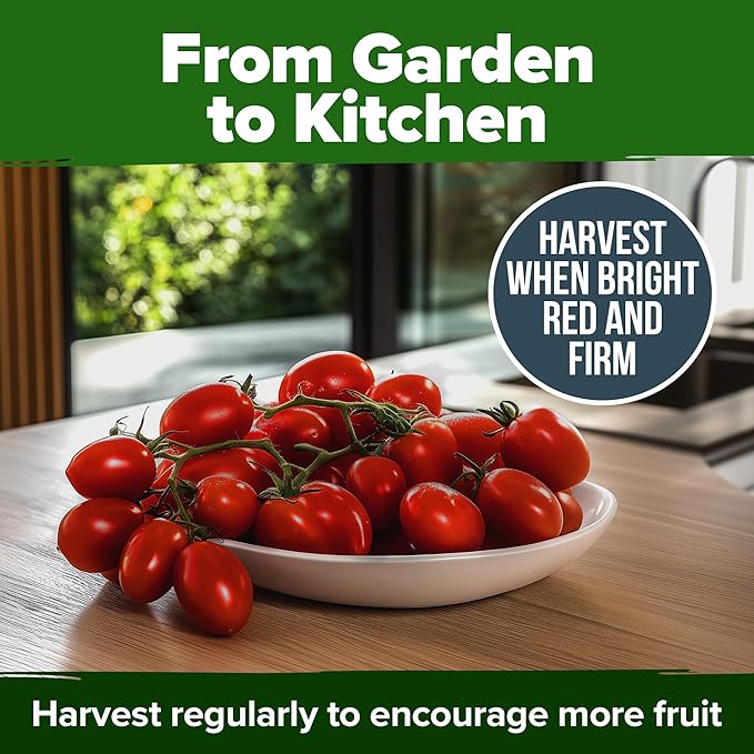 HOME GROWN San Marzano Tomato Seeds 66 Heirloom, High Germination Tomatoes for Indoor & Outdoor Growing Classic Paste Variety for Gardeners & Home Use